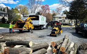 Best Fruit Tree Pruning  in Arcola, TX