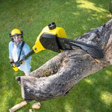 Trusted Arcola, TX Tree Services Experts