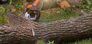 Best Lawn Drainage Solutions  in Arcola, TX