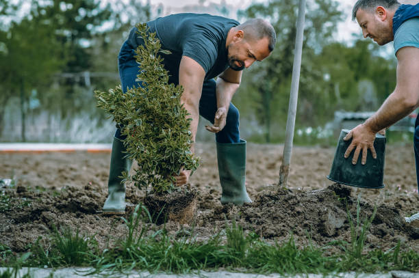 Best Weed Control  in Arcola, TX