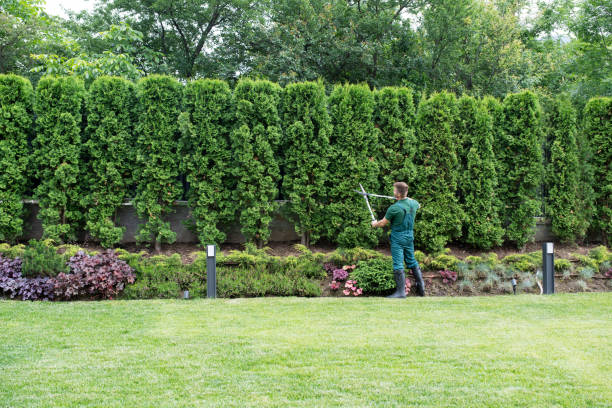 Best Root Management and Removal  in Arcola, TX
