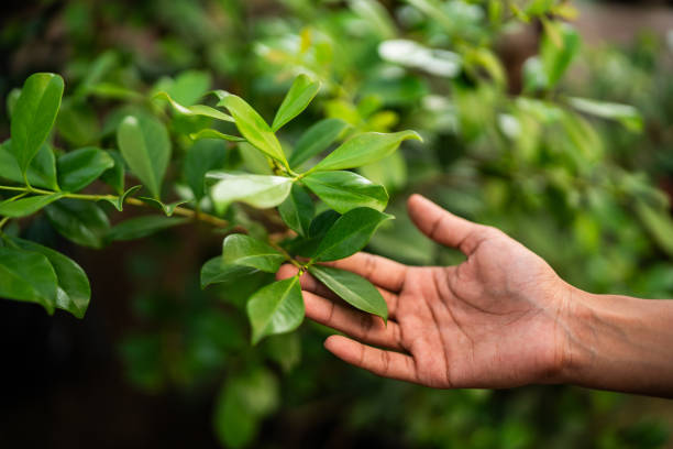 How Our Tree Care Process Works  in  Arcola, TX