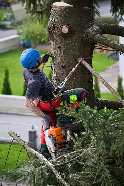 Best Tree Removal  in Arcola, TX