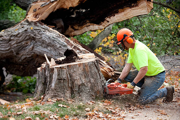 Best Utility Line Clearance  in Arcola, TX