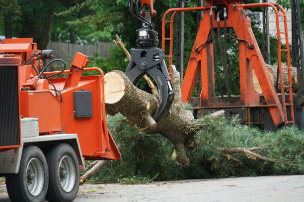 Best Tree Health Inspection  in Arcola, TX