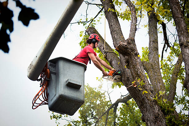 Best Tree Risk Assessment  in Arcola, TX