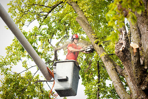 Best Commercial Tree Services  in Arcola, TX