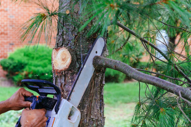 Best Tree Preservation Services  in Arcola, TX